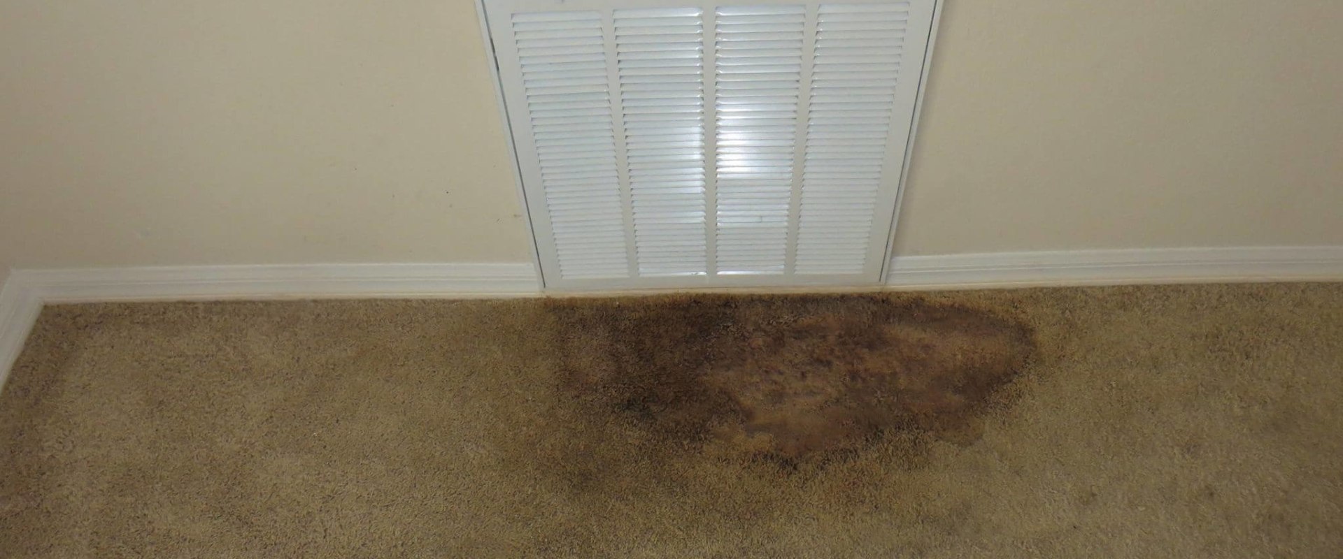 How to Get Rid of Mold from Carpets: A Comprehensive Guide